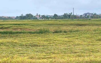 Hà Tĩnh: Gần 5.900ha lúa gãy đổ do giông lốc, mưa đá trước vụ thu hoạch