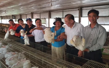 Kiến nghị giảm phí gia công thịt thỏ thương phẩm