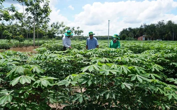 Bài 3: Sắn nhiều, nguyên liệu cho ethanol vẫn chưa chắc đủ