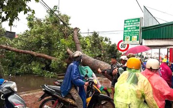 Đắk Lắk: Cây xanh bật gốc đè trúng người đi xe máy, nam thanh niên tử vong