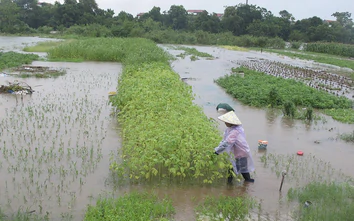 Bão số 4 gây mưa lớn, lũ sông ở Ninh Bình dâng cao, nhiều nơi ngập úng
