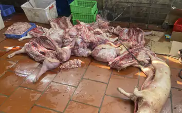 Chuyển cơ quan điều tra vụ gần 1 tấn thịt lợn nghi nhiễm dịch tả lợn châu Phi ở Hưng Yên