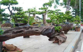 Mãn nhãn những “đại cảnh” bonsai độc bản hội tụ tại Gia Lai