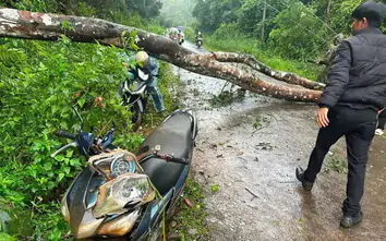 Lâm Đồng: Cây rừng đổ đè hai người đi xe máy bị thương phải nhập viện cấp cứu