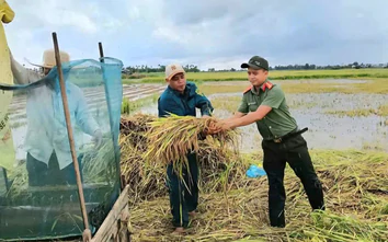 Bộ đội, công an, phụ nữ gặt lúa chạy lũ giúp nông dân Quảng Ngãi