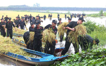 Chiến sĩ cảnh sát cơ động hỗ trợ người dân Tây Ninh gặt lúa chạy lũ