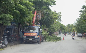 Nghệ An: Cắt tỉa 5.000 cây xanh trên các tuyến phố, đảm bảo an toàn trước mùa mưa bão