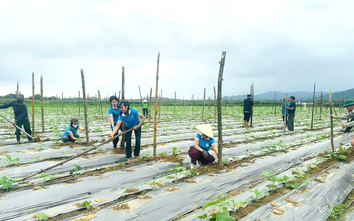 Hà Tĩnh: Xã Hương Xuân đẩy mạnh phát triển mô hình liên kết sản xuất nông nghiệp