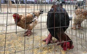 Gà Đông Tảo bất ngờ chết hàng loạt tại Hưng Yên