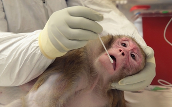 Sắp có vaccine phòng virus Zika