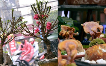 Đào "tiến vua", nấm linh chi cảnh giá bạc triệu chơi Tết... "ế sưng"