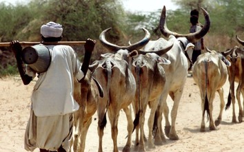 Người đàn ông Ấn Độ bị đánh hội đồng đến chết vì giết... bò