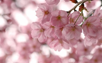 12 cung hoàng đạo thứ Sáu ngày 4/8/2017