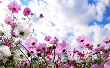 12 cung hoàng đạo thứ Bảy ngày 29/7/2017