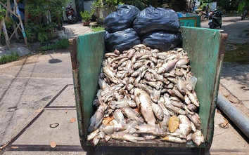 Bình Định: Cá chết hàng loạt bốc mùi hôi thối tại hồ Bàu Sen