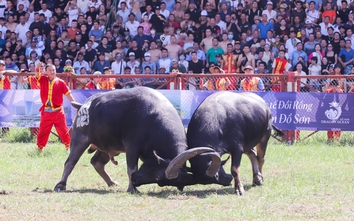 Hải Phòng: Nhiều điểm mới tại Lễ hội chọi trâu Đồ Sơn 2024