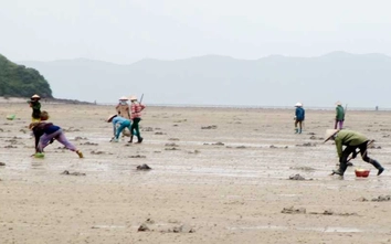 Quảng Ninh: Sá sùng món ăn ngang với giá vàng nay lại được tôn thêm giá trị hàng hóa