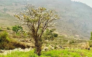 Sơn La: Sẵn sàng cho ngày hội hoa Sơn Tra tại “miền cổ tích” Ngọc Chiến