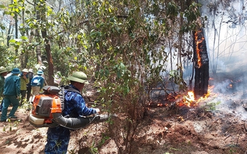 Nghệ An: Tăng cường quản lý và phòng cháy chữa cháy rừng