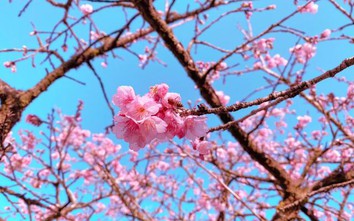 Sao phải đi Nhật Bản khi hoa anh đào đang nở rộ tại Sa Pa?