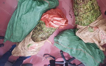 4 thanh niên rủ nhau trồng một nương thuốc phiện mang bán