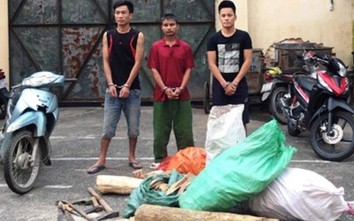 Bắt giữ 3 đối tượng trộm cắp gỗ sưa trong rừng đặc dụng