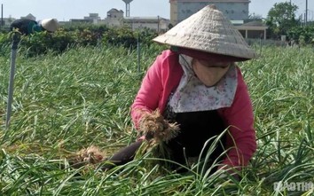 Đề nghị Bộ Công an truy chủ Facebook tung tin Tỏi Lý Sơn nhiễm thuốc sâu