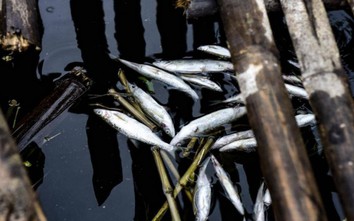 Cá chết hàng loạt trên sông Mã do đâu?