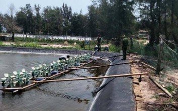 Quảng Trị: Tôm giống chết trắng hồ, nghi bị đầu độc bằng thuốc trừ sâu