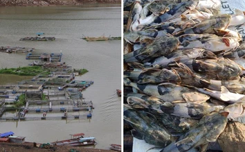 Người nuôi cá lồng trên hồ thủy điện Hòa Bình trắng tay sau một đêm