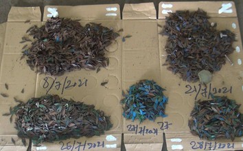 “Đinh tặc” lộng hành khi TP.HCM đang giãn cách XH, gần 100m gom cả kg đinh