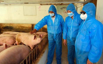 Giá lợn hơi bất ngờ tăng mạnh, khâu phân phối đua nhau mua gom