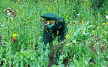 Trồng gần 3300 cây thuốc phiện, người đàn ông bị tạm giữ tại Điện Biên