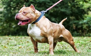 Bình Phước: Chó Pitbull cắn bé trai 8 tuổi tử vong