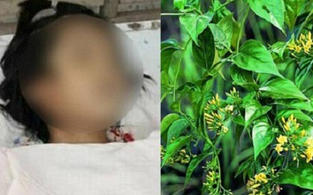 Hai nữ sinh ở Sơn La ăn nhầm lá ngón, một em tử vong