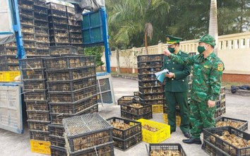 Bị bắt quả tang chở hơn 75.000 con gia cầm, cá tầm lậu, 2 tài xế khai gì?