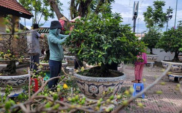 Cận cảnh vườn mai tiền tỷ ở Thủ Đức chờ đại gia rước về chơi Tết