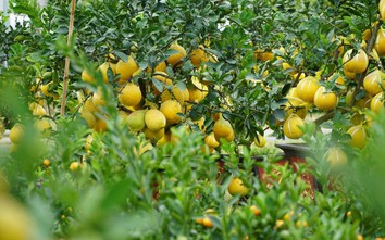 Cây bưởi Diễn giá 100 triệu lần đầu xuống phố Tết ở Tây Đô