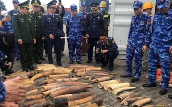 Lộ gần nửa tấn ngà voi trong container sừng bò nuôi nhập về cảng Lạch Huyện