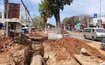 Chặt rễ cây để lát đá vỉa hè, một công ty bị đề nghị xử phạt 40 triệu đồng