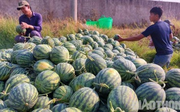 Mùa dưa hấu "đắng"