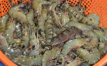 Cà Mau: Nghi vấn tôm nuôi trong ao bị đầu độc bằng thuốc trừ sâu