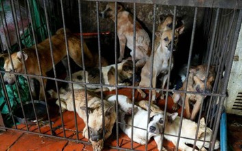 Mật phục bắt nhóm "cẩu tặc" chuyên săn hàng theo lệnh chủ quán cầy tơ