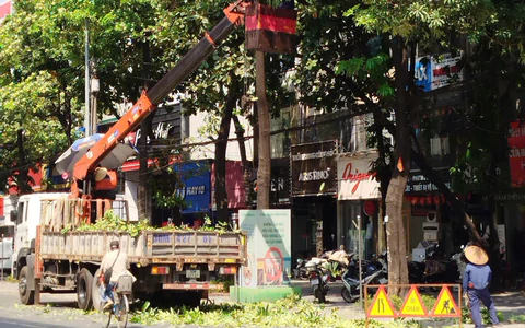 Hà Nội đồng loạt cắt tỉa 992 cây hoa sữa trên 13 tuyến đường, phố
