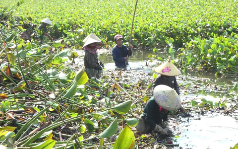 Quảng Trị: Khẩn cấp xử lý nạn bèo tây phủ kín sông Hói Trường