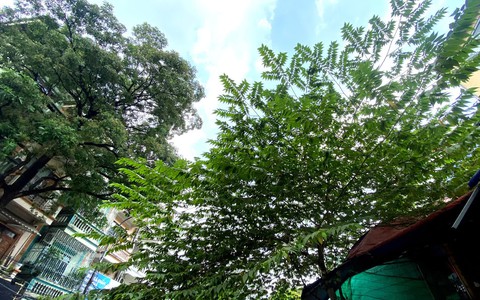 Hà Nội: Cấm trồng 18 loài cây, cây xanh hiện hữu được xử lý thế nào?