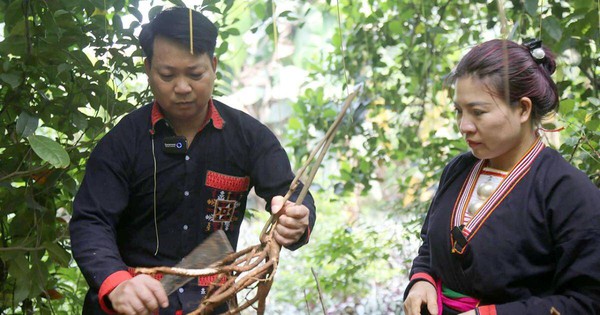 Chục năm trở lại đây, nhờ thay đổi phương thức sản xuất, chuyển từ nông nghiệp đơn thuần sang trồng cây thuốc Nam, người Dao Ba Vì đã đổi đời.