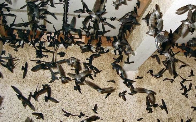 Siết quản lý nhà yến, Cần Thơ yêu cầu rà soát trên toàn địa bàn