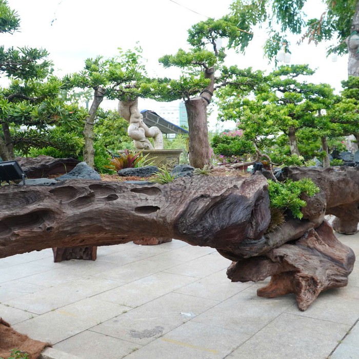 Mãn nhãn với những đại cảnh bonsai độc bản tại Gia Lai 2026