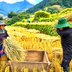 Độc đáo cảnh đập lúa bằng Pảng Thống của người Mông ở Mù Cang Chải